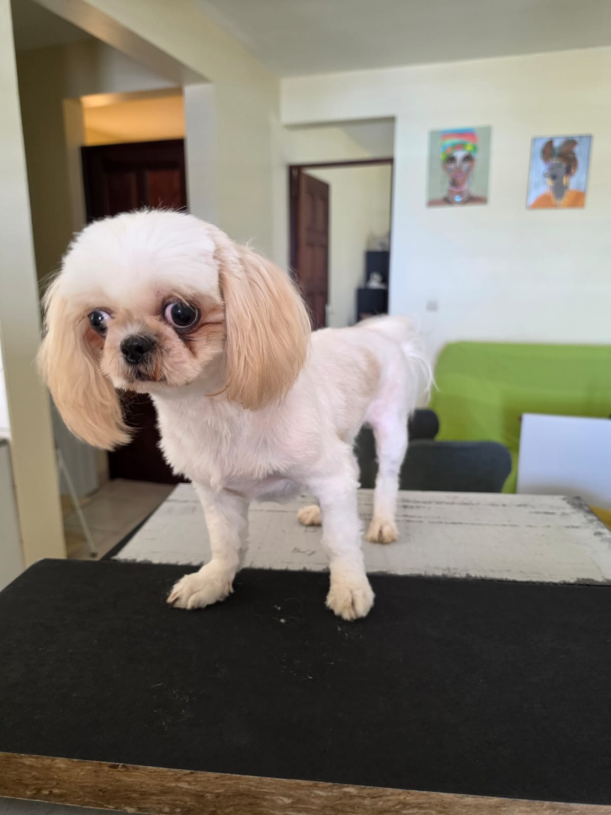 Chiens à adopter
